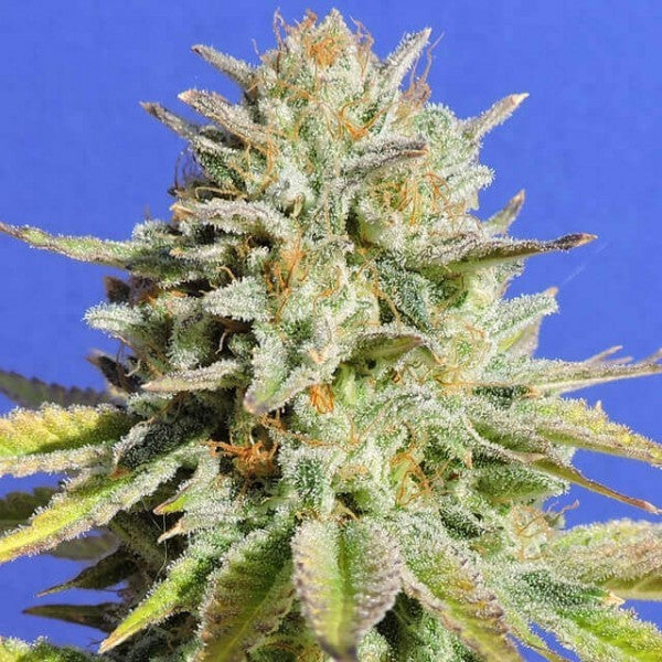 Popular THCA Strain of 2025