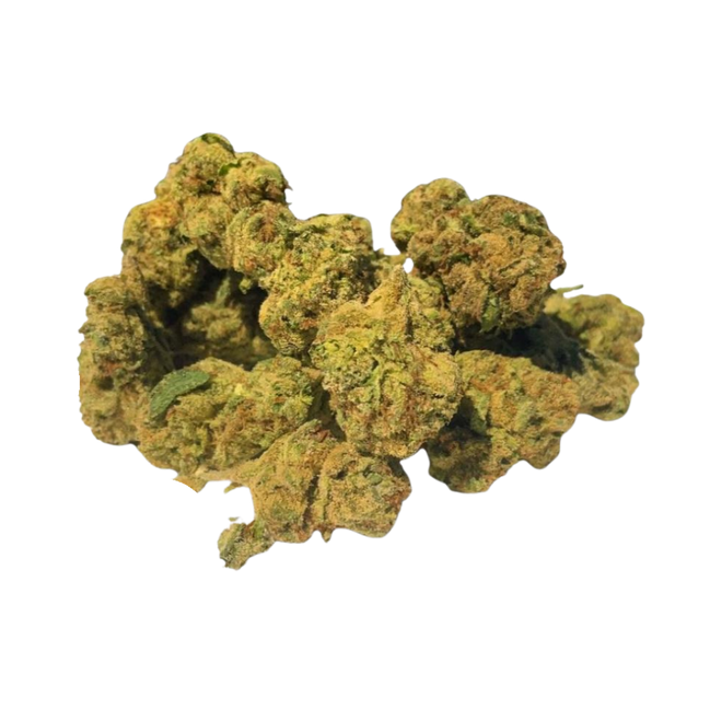 Gumbo Light - Greenhouse